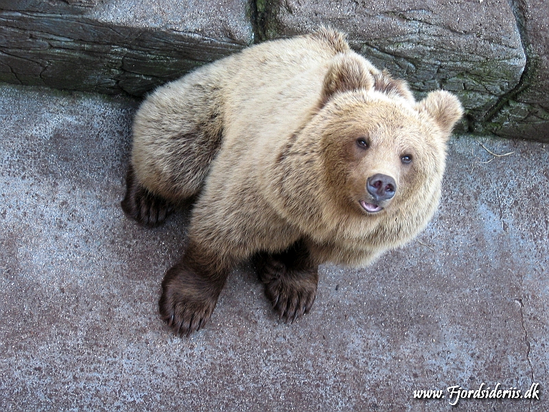 KBH zoo 190703 266.JPG